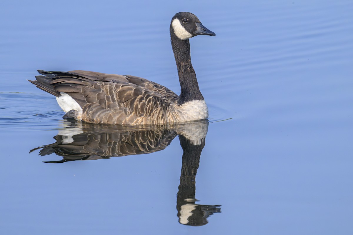 Canada Goose - ML639950207