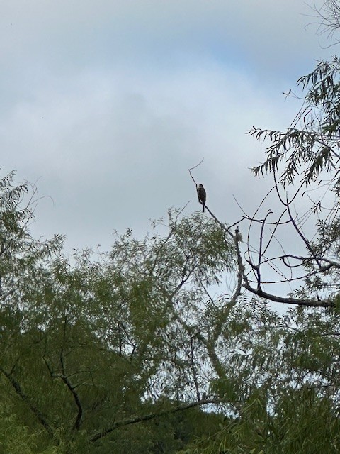 Cooper's Hawk - ML639950208