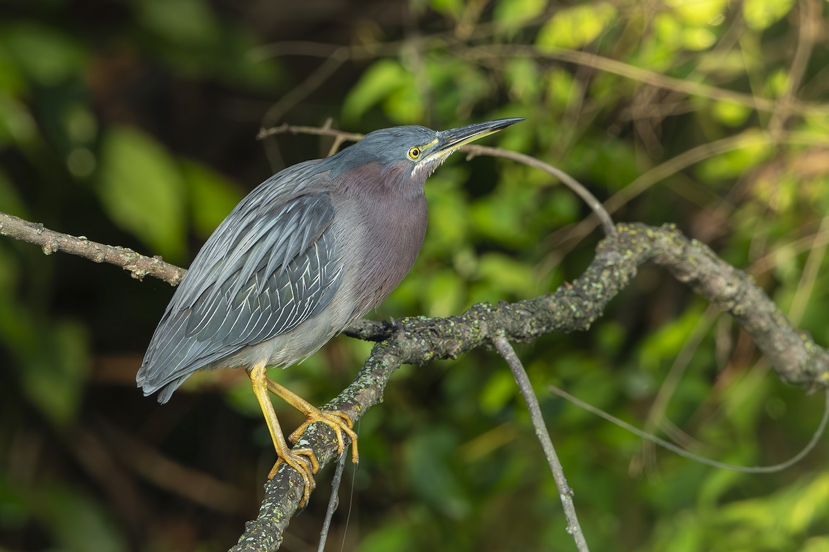 Green Heron - ML639950213