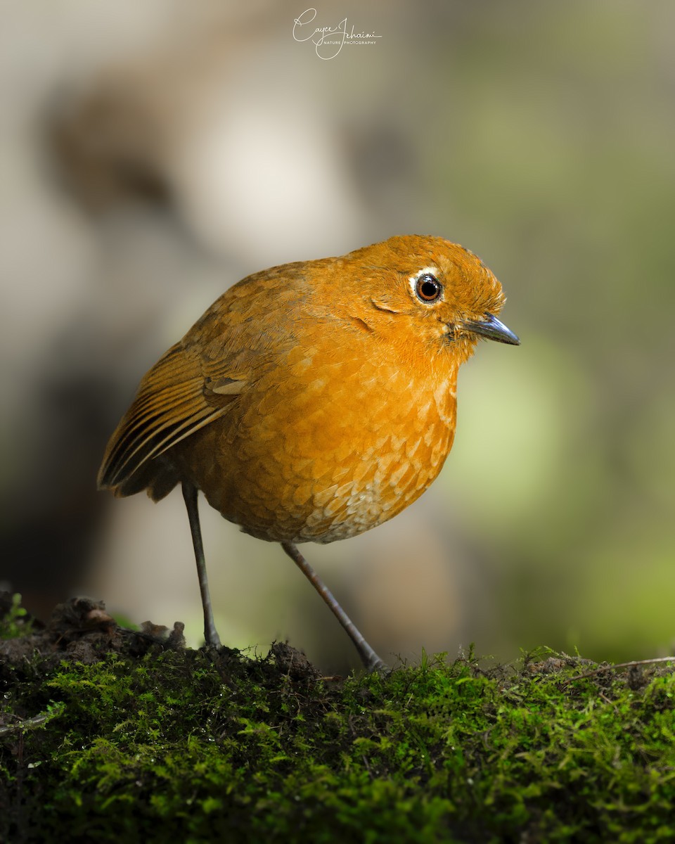 Urubamba Antpitta - ML639950215