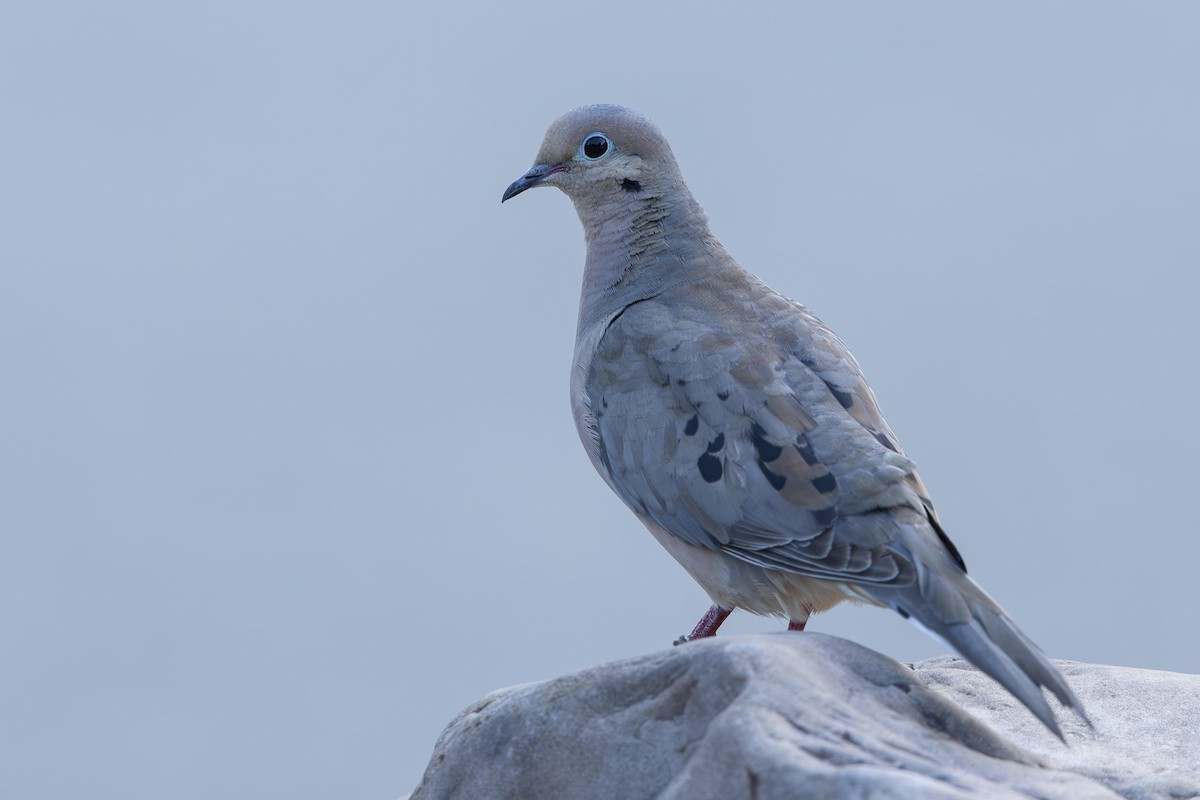 Mourning Dove - ML639950222