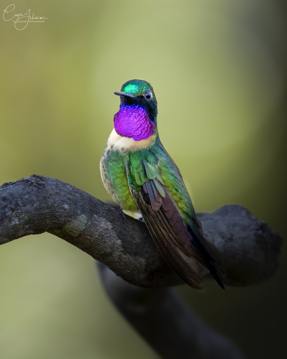 Amethyst-throated Sunangel - ML639950228