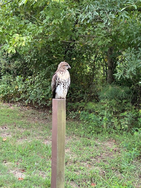 Red-tailed Hawk - ML639950230