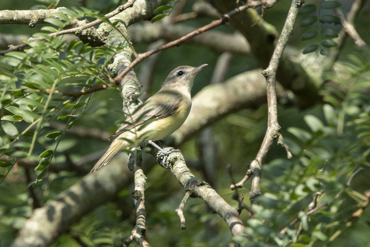 Warbling Vireo - ML639950244
