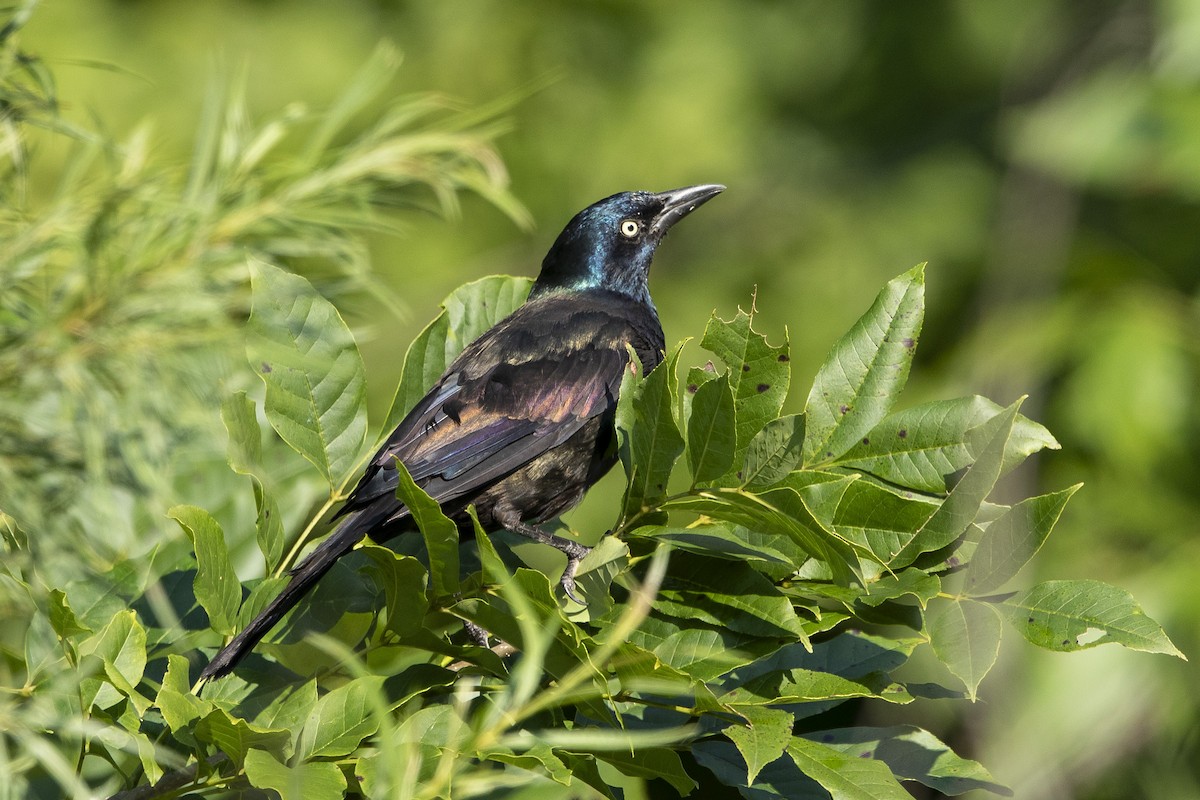 Common Grackle - ML639950254