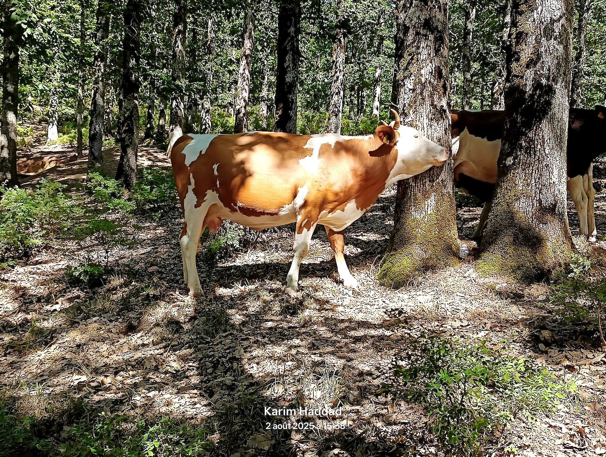 Vache Domestique - ML639950271