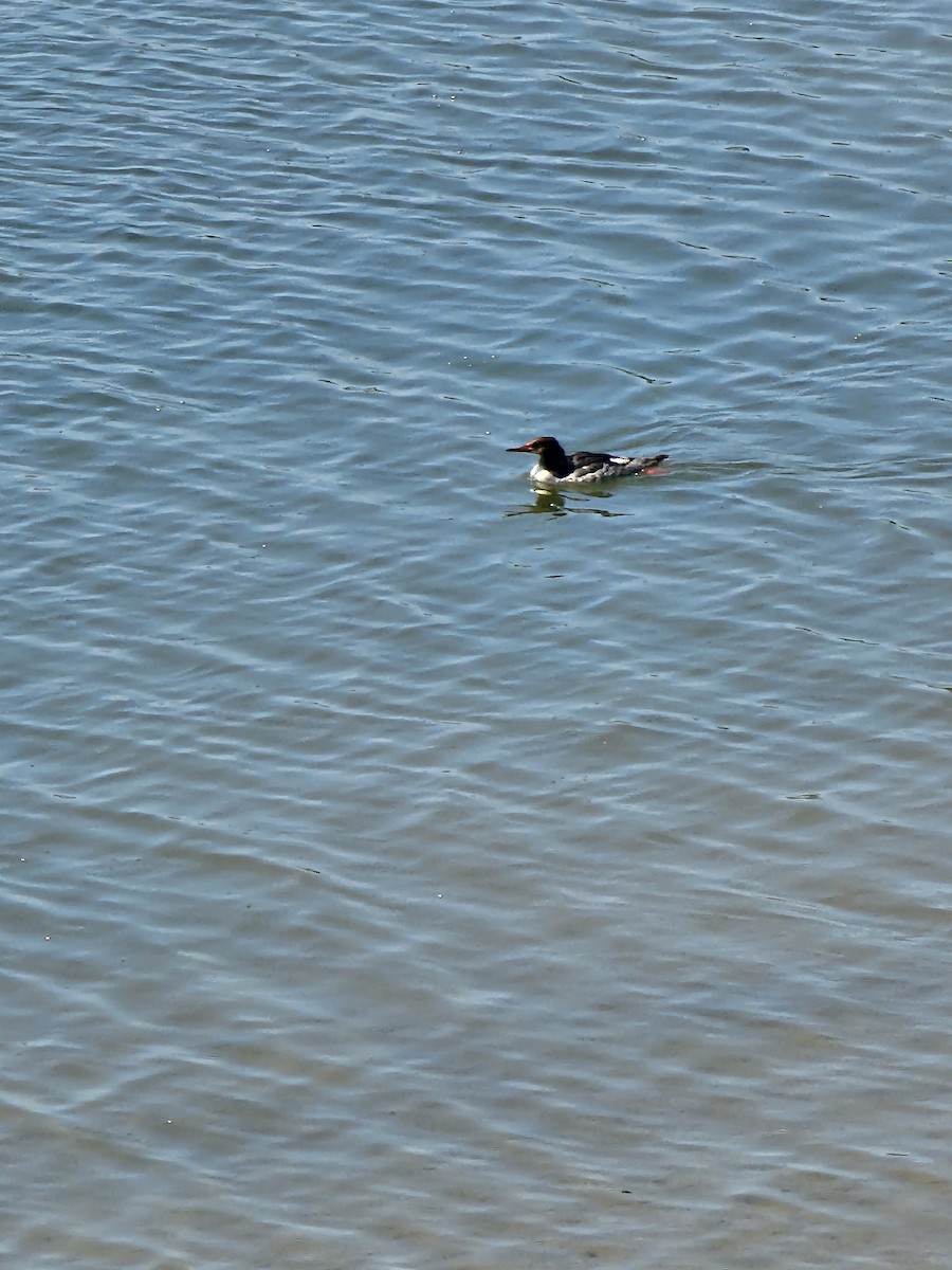 Common Merganser - ML639950291