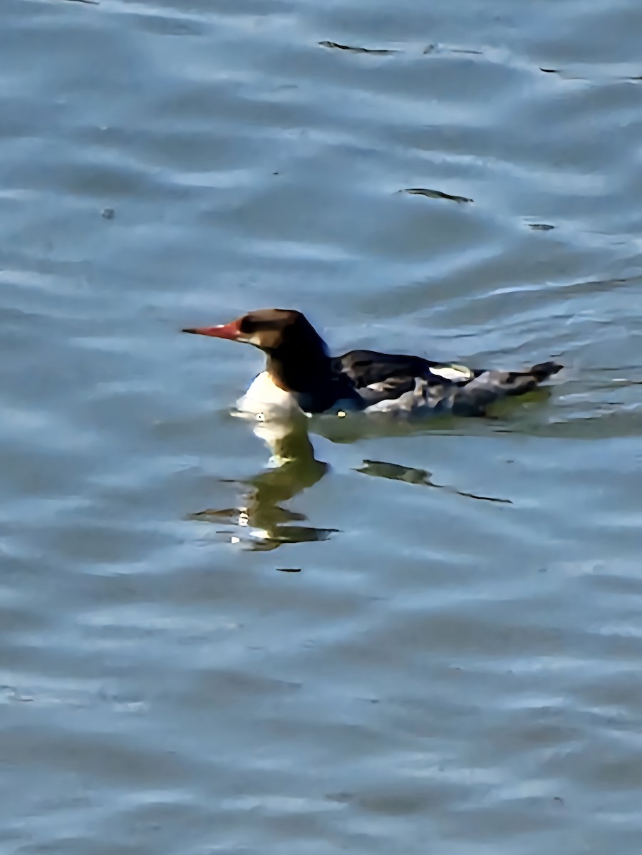 Common Merganser - ML639950324