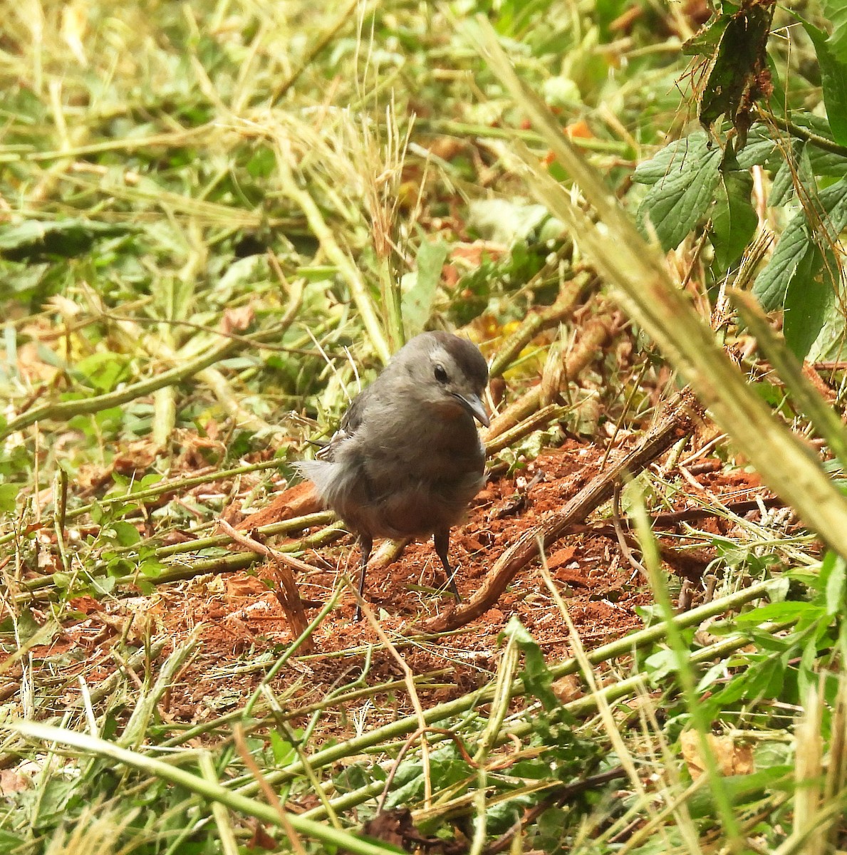 Gray Catbird - ML639950367
