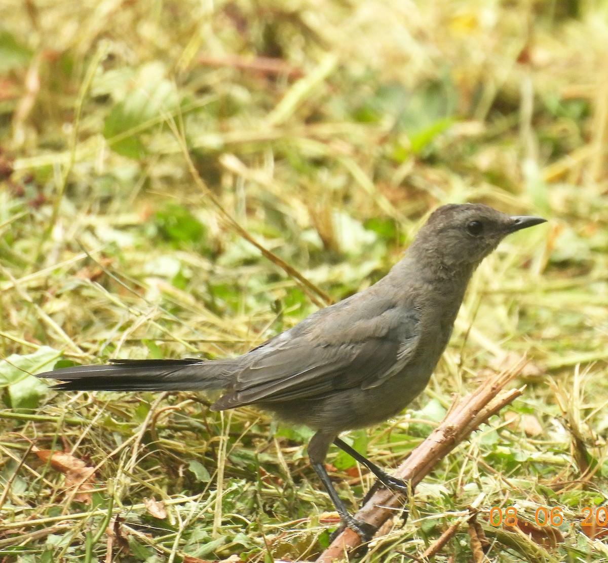 Gray Catbird - ML639950368