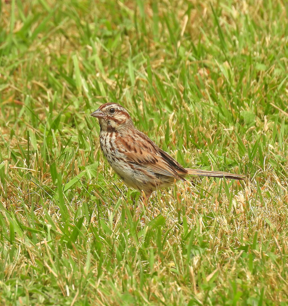 Song Sparrow - ML639950380