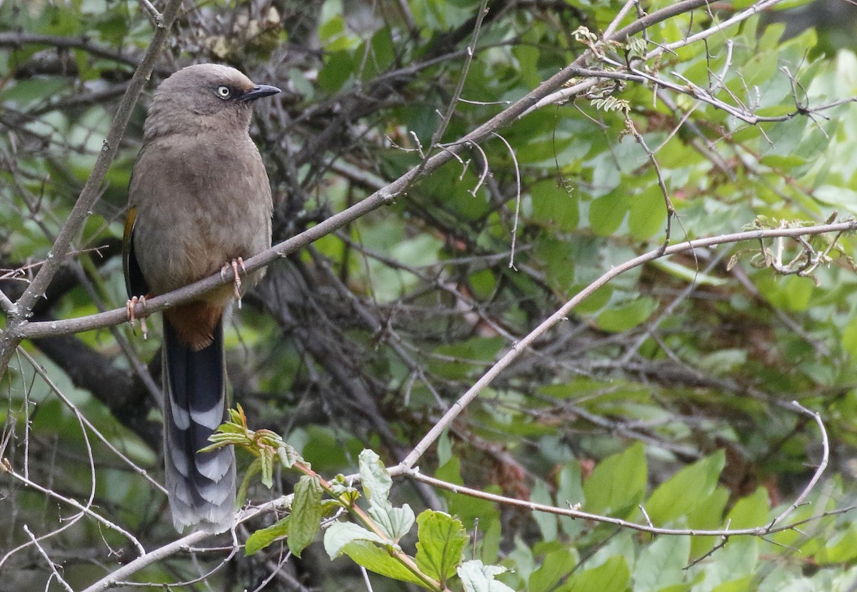 Elliot's Laughingthrush - ML63995041