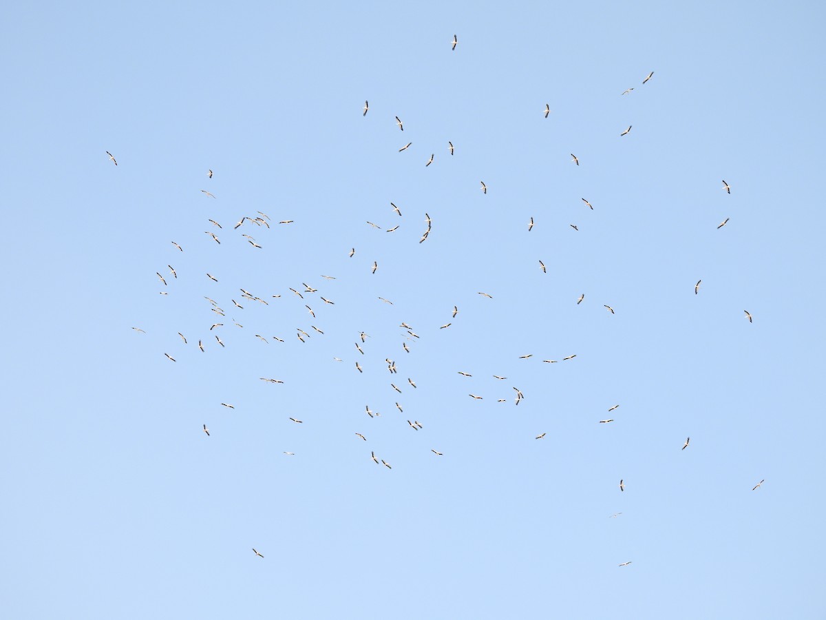 White Stork - ML639950505
