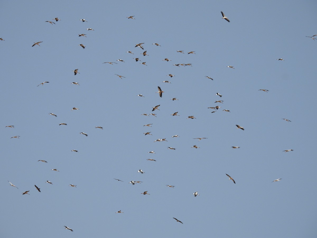 White Stork - ML639950520