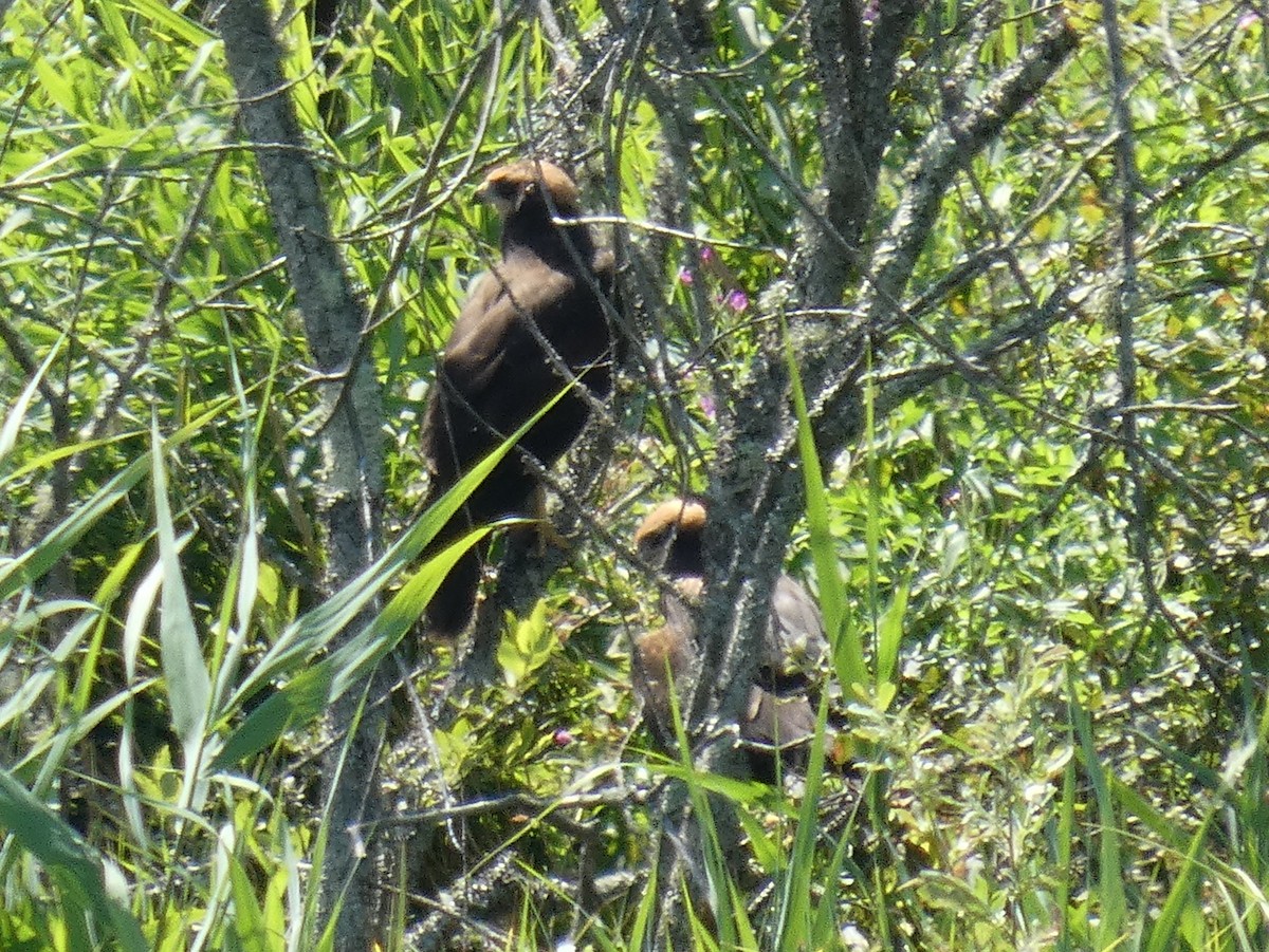 Western Marsh Harrier - ML639950545