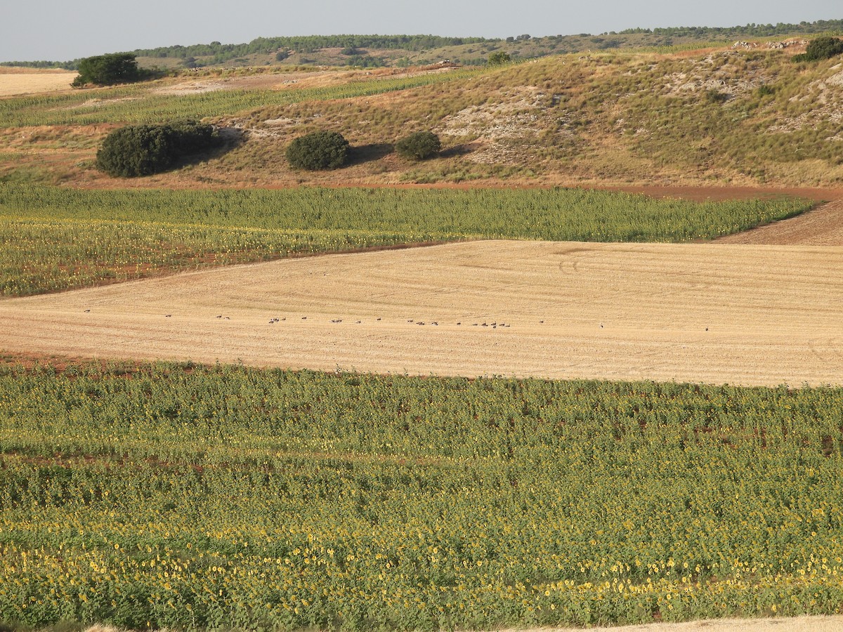 Great Bustard - ML639950565