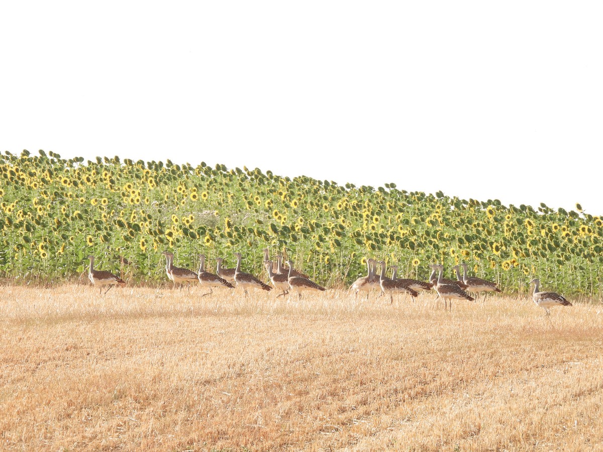 Great Bustard - ML639950588