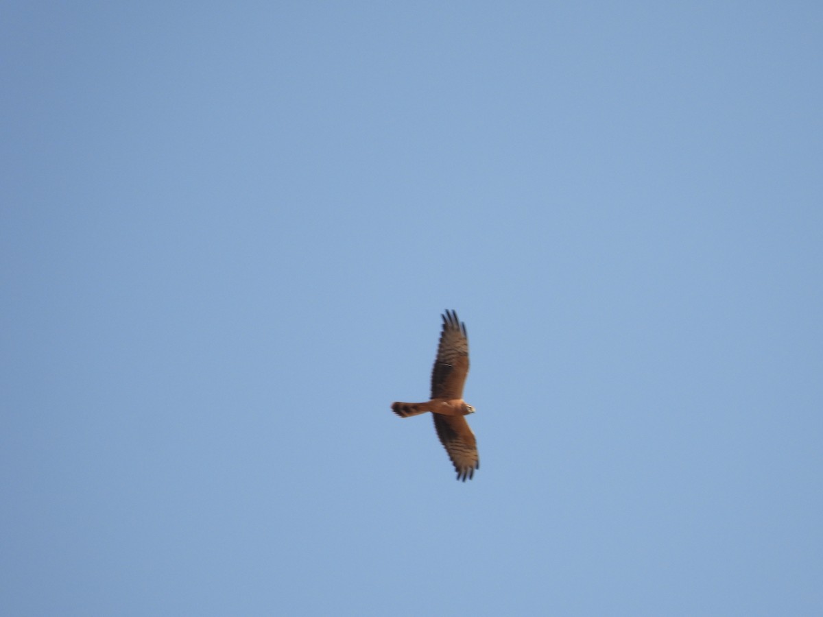 Montagu's Harrier - ML639950619