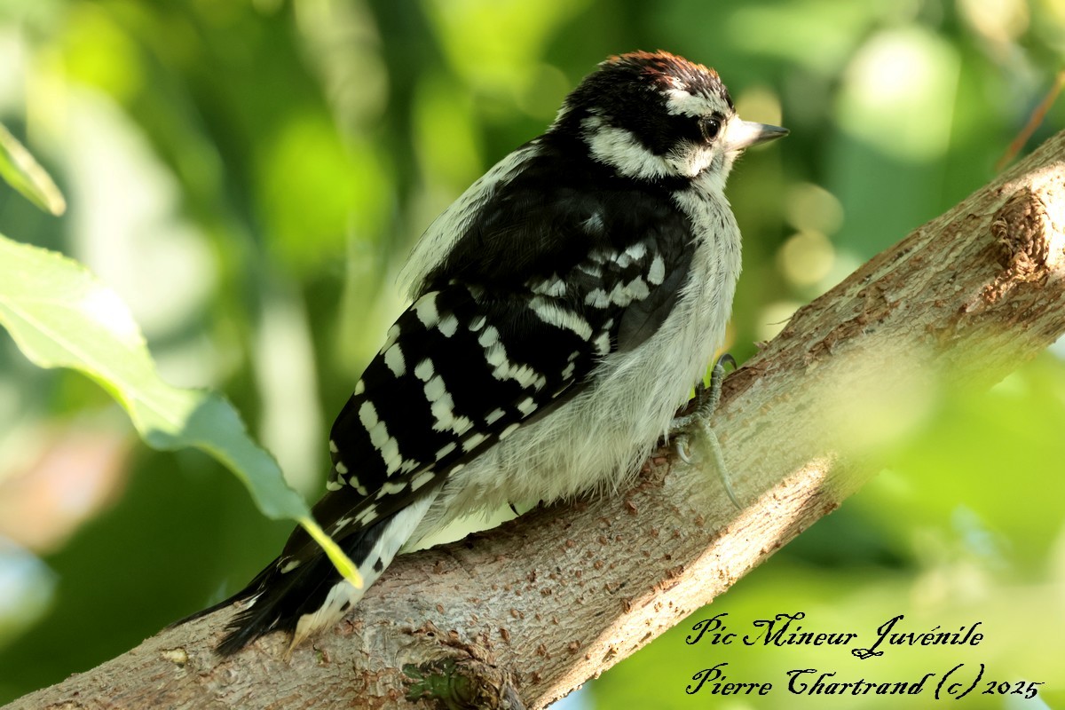 Downy Woodpecker - ML639950631