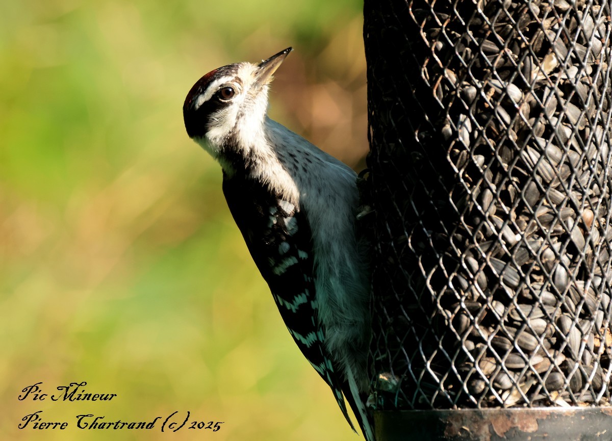 Downy Woodpecker - ML639950632