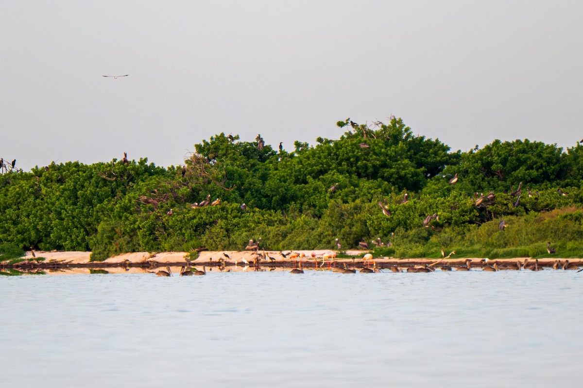 American Flamingo - ML639950675