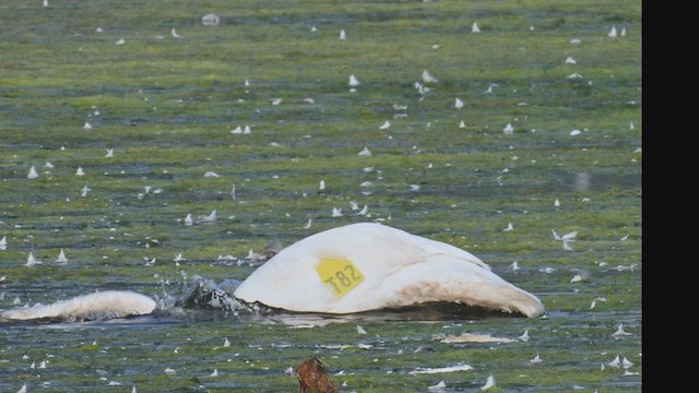 Trumpeter Swan - ML639950723