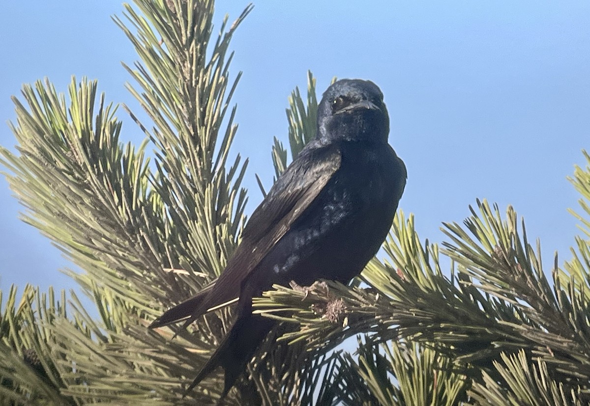 Golondrina Purpúrea - ML639950731