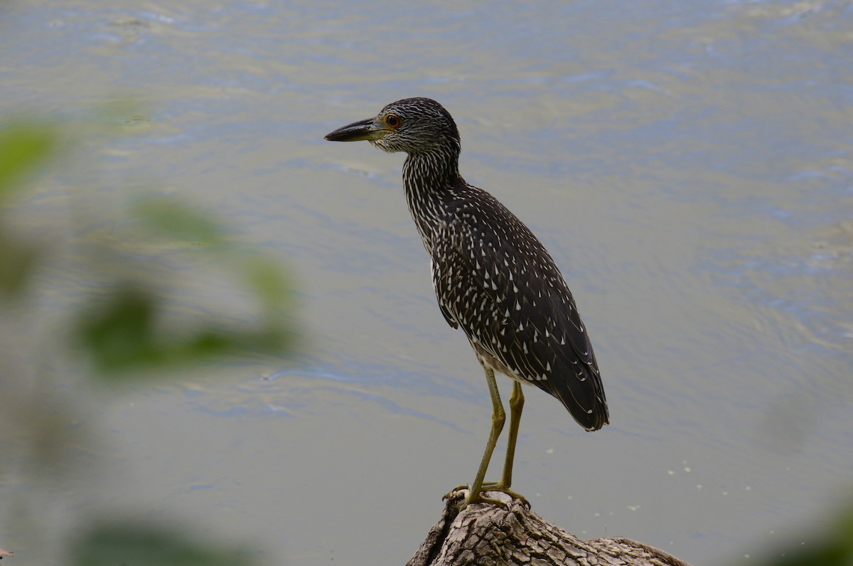 Yellow-crowned Night Heron - ML639950793