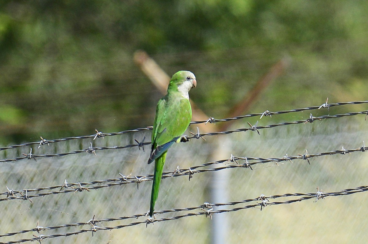 Monk Parakeet - ML639950821