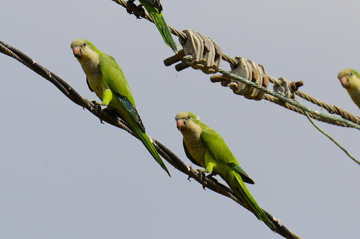 Monk Parakeet - ML639950822