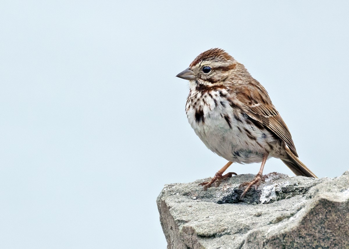 Song Sparrow (melodia/atlantica) - ML639950837