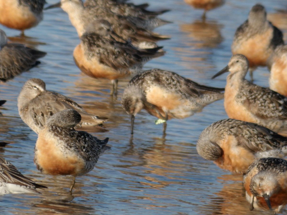 Red Knot - ML639950852