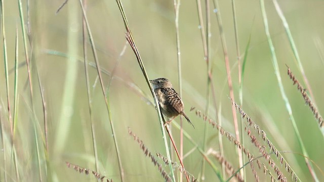 Sedge Wren - ML639950864