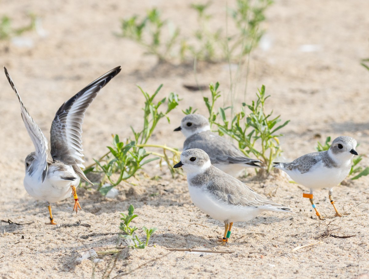 Piping Plover - ML639950881