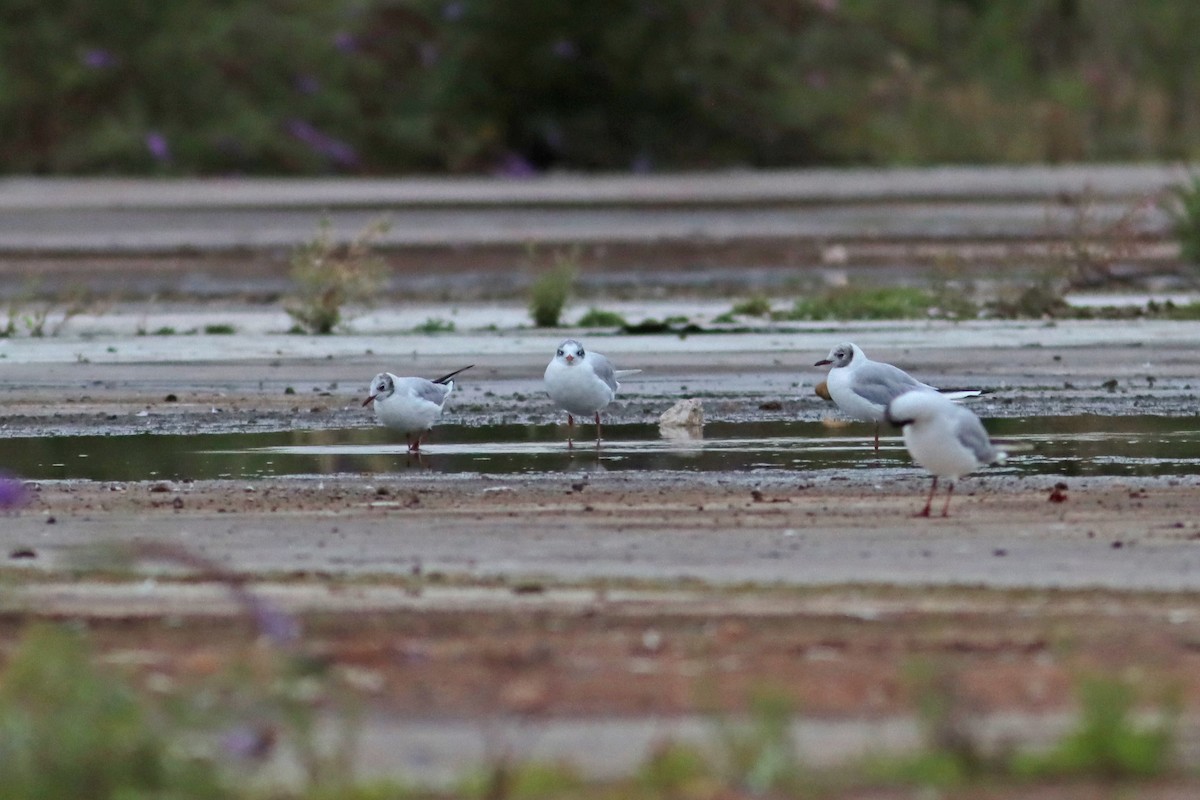 Mediterranean Gull - ML639950933