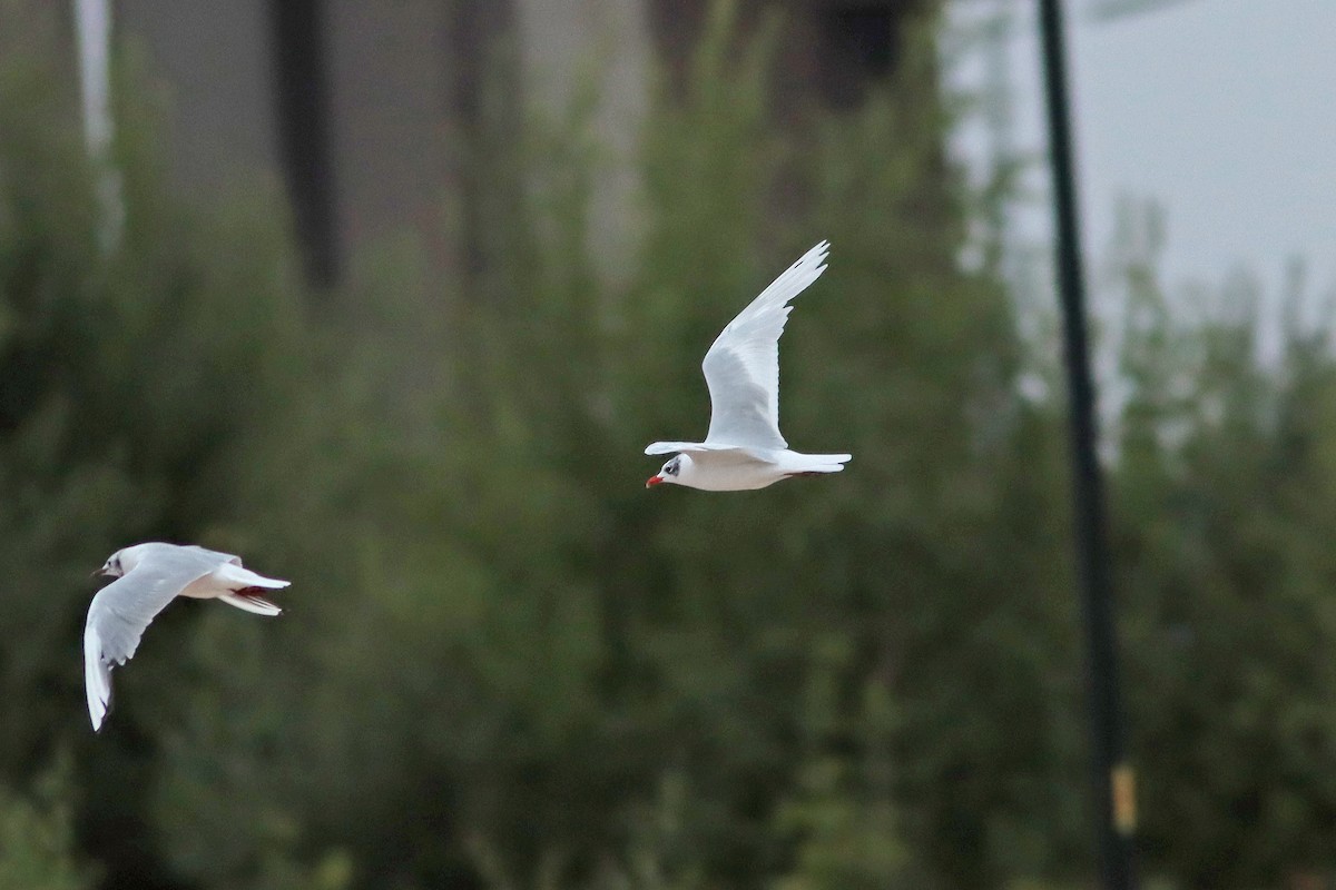 Mediterranean Gull - ML639950934