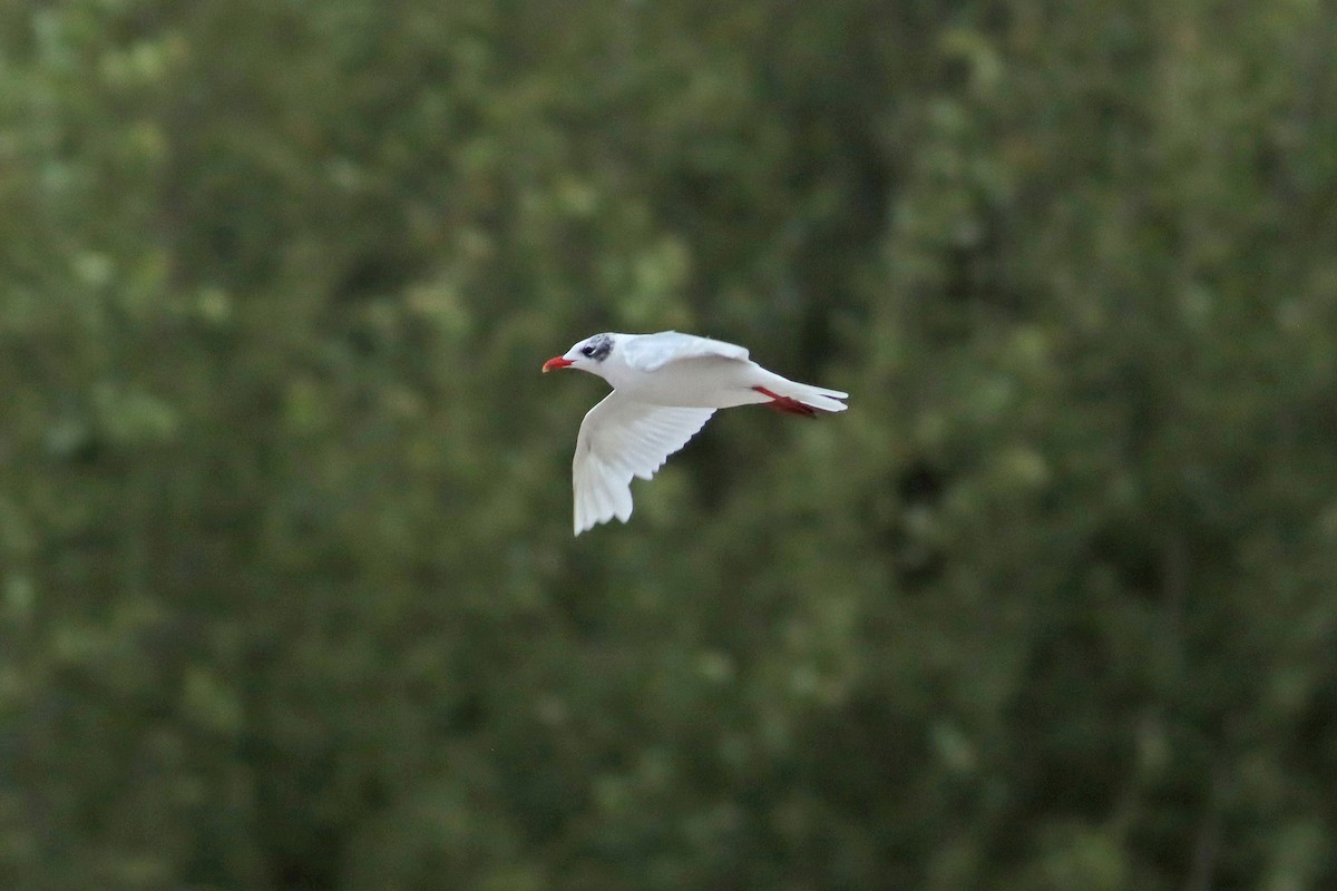 Mediterranean Gull - ML639950935