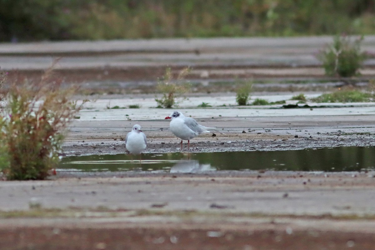 Mediterranean Gull - ML639950936