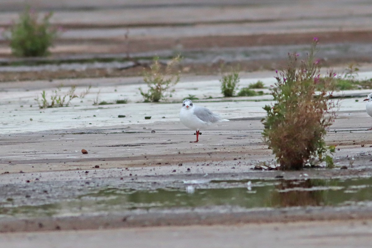 Mediterranean Gull - ML639950937