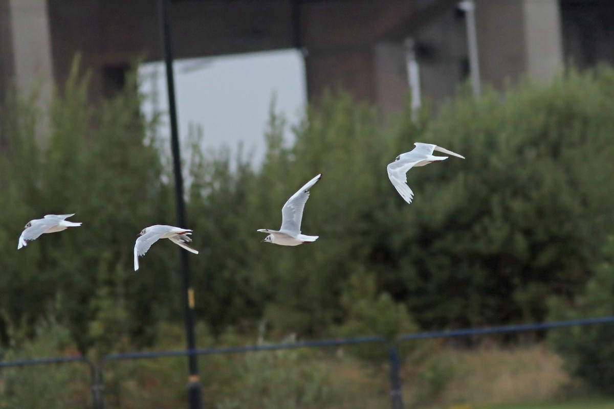 Mediterranean Gull - ML639950938