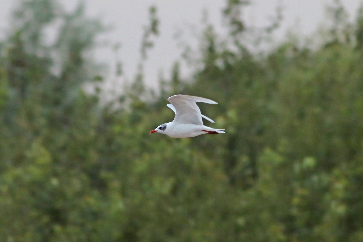 Mediterranean Gull - ML639950939
