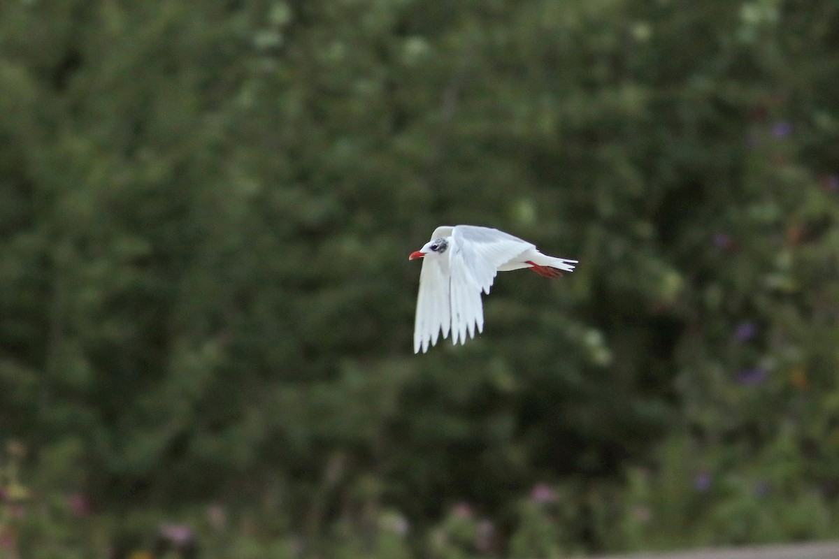 Mediterranean Gull - ML639950940