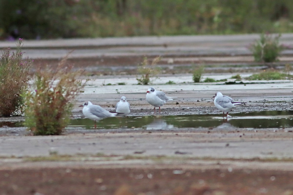 Mediterranean Gull - ML639950941