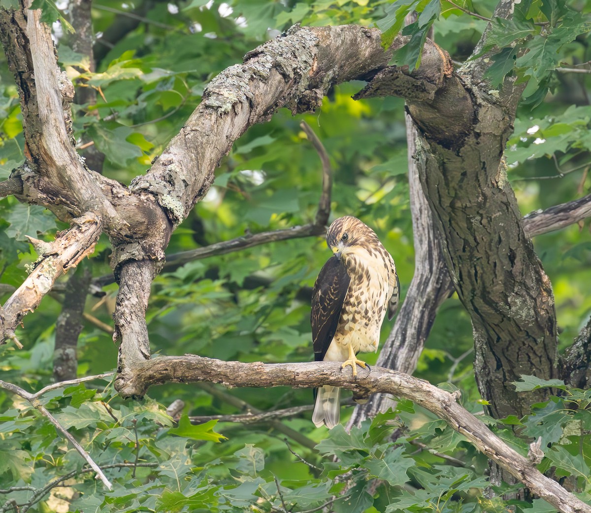 Broad-winged Hawk - ML639950996