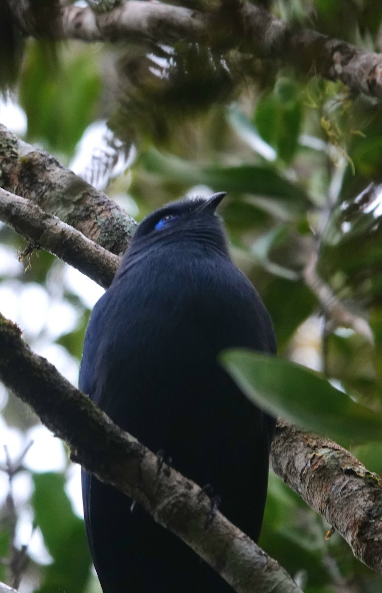 Blue Coua - ML639951019