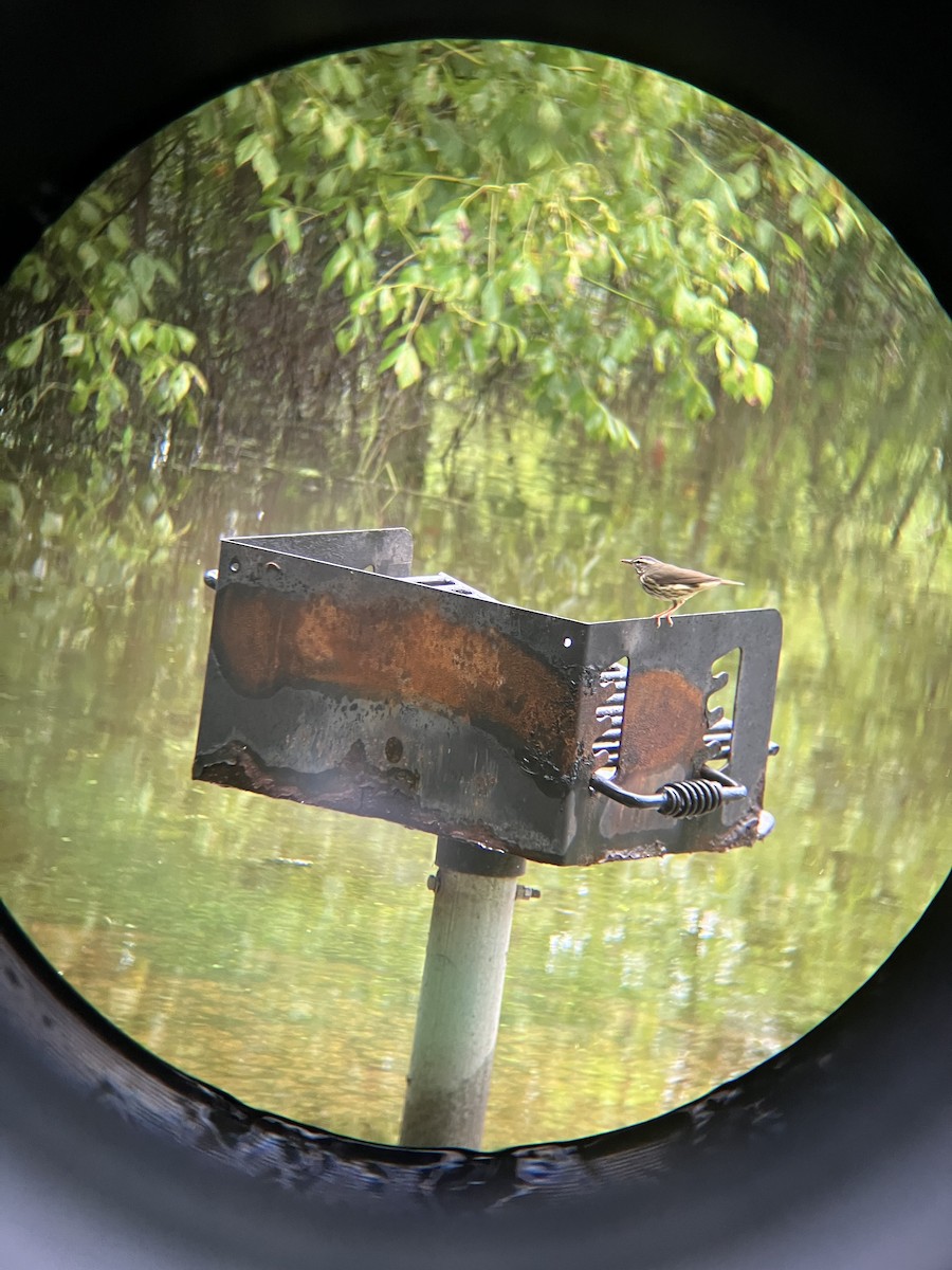 Louisiana Waterthrush - ML639951053