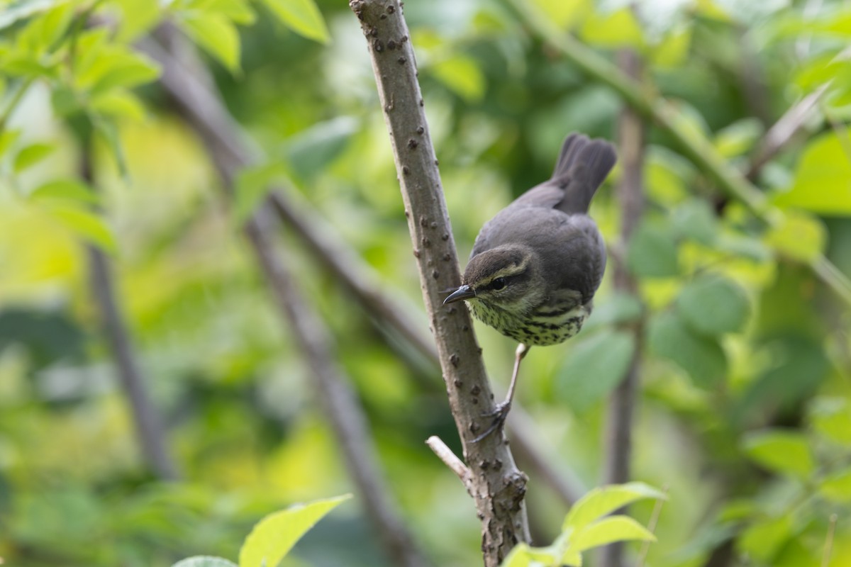Northern Waterthrush - ML639951106