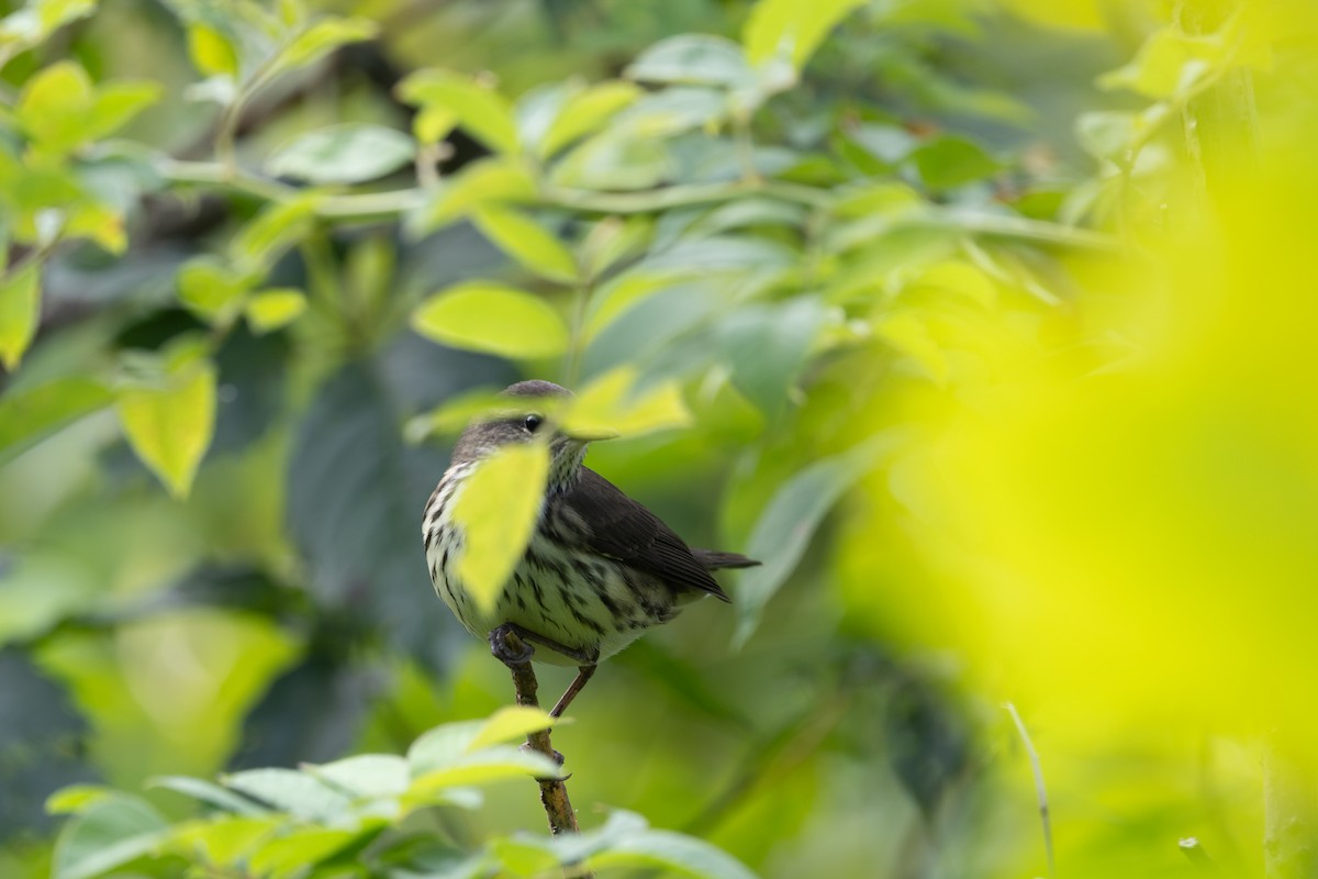 Northern Waterthrush - ML639951109