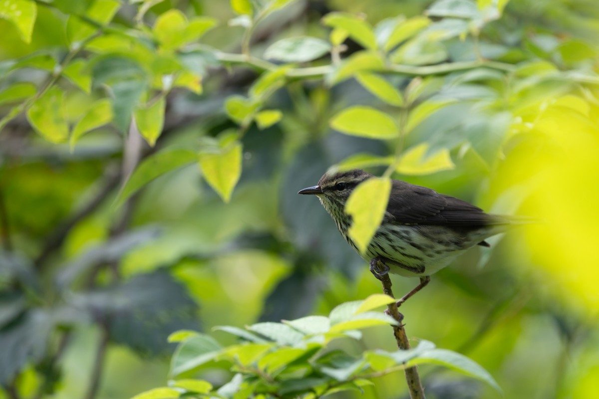 Northern Waterthrush - ML639951110