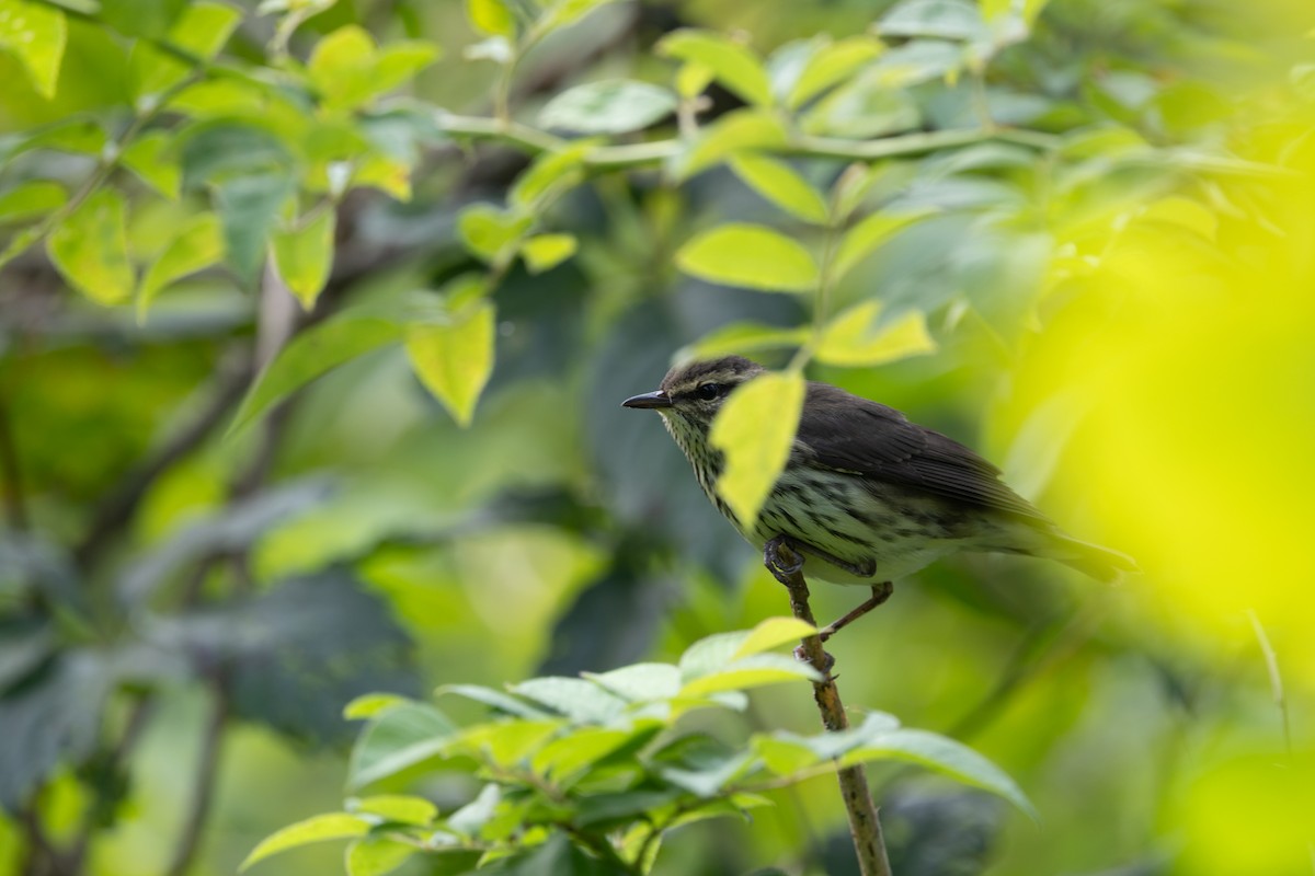 Northern Waterthrush - ML639951112